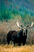 Male moose