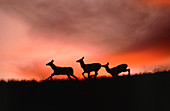 Red deer silhouette