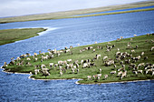 Caribou Herd,Porcupine River,Alaska