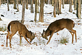 White-tailed bucks fighting for dominance
