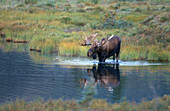 Bull Moose,Denali NP