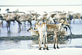 Caribou calves at Arctic Natl Wildlife Refuge