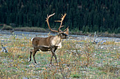 Bull Caribou