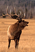 Bull Elk