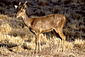 Timor Deer (Cervus timorensis)