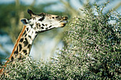 Masai Giraffe browsing on Acacia leaves