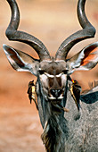 Kudu and oxpeckers