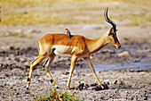 Impala and oxpecker