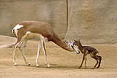 Mhorrs Gazelle With Newborn