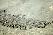 Herd of Cape buffalo