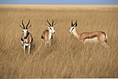 Springbok (Antidorcas marsupialis)