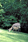 Chamois mother and calf