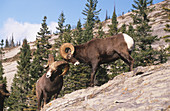 Rocky Mountain Bighorn rams butting heads