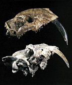 Saber-toothed Cats