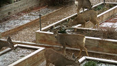 Mule deer foraging in a garden