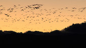 Migrating Canada geese
