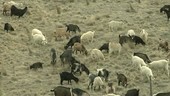 Goats clearing scrub for fire prevention