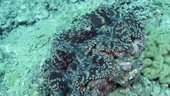 Giant clam