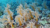 Soft corals