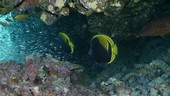 Black butterflyfish