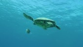 Turtle eating jellyfish