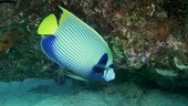 Emperor angelfish