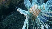 Zebra lionfish