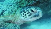 Green turtle