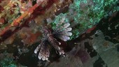 Zebra lionfish on a wreck