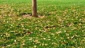 Autumn leaf fall