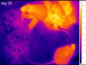 Nesting mice and young, thermography