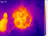 Nesting mice and young, thermography