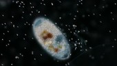 Cilate protozoan, light microscopy