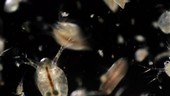 Daphnia and copepods, light microscope