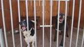 Dogs in kennels