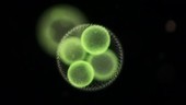Volvox algae, light microscopy