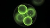 Volvox algae, light microscopy