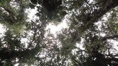 Tree canopy and insects