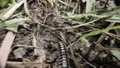 Millipede on vegetation, Ecuador