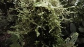 Tree trunk in rainforest, Ecuador