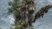 Palm trees in mist, Ecuador