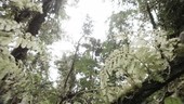 Ferns in forest, Ecuador