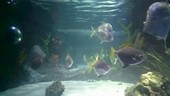 Tropical fish in an aquarium