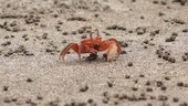 Painted ghost crab on sand