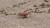 Painted ghost crab on sand