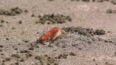 Crab in sand, slow motion
