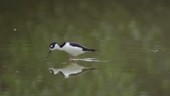 Black-necked stilt in water