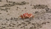 Painted ghost crab, slow motion