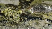 Sea hare on rocks