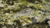 Sea hare on rocks